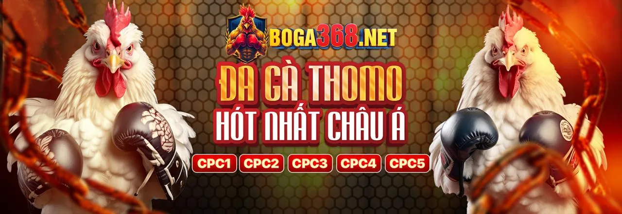 Sân đấu đá gà trực tuyến sôi động trên w388 app